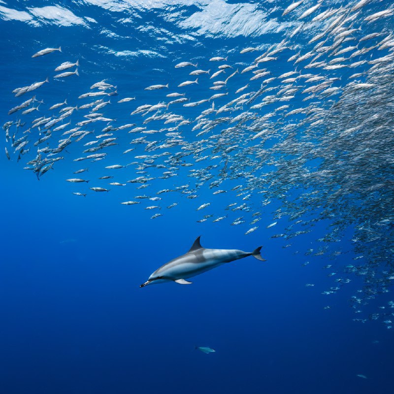 #Bing_Wallpaper在葡萄牙亚速尔群岛的圣米格尔岛附近深邃的蓝色大西洋中，一幅令人振奋的水下场景展现了流线型的敏捷大西洋斑点海豚正奋力追逐闪烁的银色鱼群