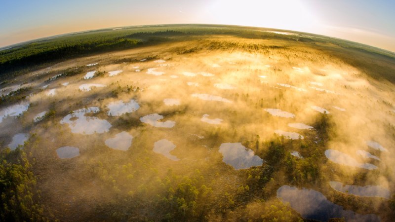 🖼 行动的力量#Bing_Wallpaper行动的力量阿拉姆 - 佩德亚自然保护区，塔尔图县，爱沙尼亚 (© Sven Zacek/Nature Picture Library)4K | 1080P