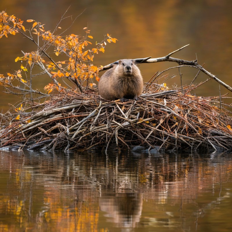 #Bing_Wallpaper“一个宁静的秋日景象，呈现出一只北美海狸静静地蹲坐在通过精心交织的树枝、细枝与泥土构筑的窝棚顶端，以怀俄明州莫兰的宁静湖泊为背景，湖面映射着季节性树叶带来的金橙色光辉
