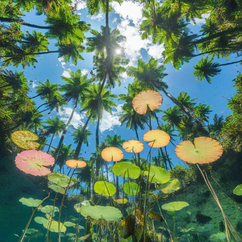 #Bing_Wallpaper“这是一幅迷人的水下视角画面，展现了墨西哥图卢姆一处天然天坑的景象，被热带绿洲的精致倒影所环绕点缀