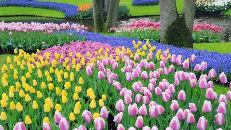 #Bing_Wallpaper郁金香是这里的主角葡萄风信子和郁金香, 库肯霍夫花园, 利塞, 荷兰 (© Martin Ruegner/Getty Images)4K | 1080P