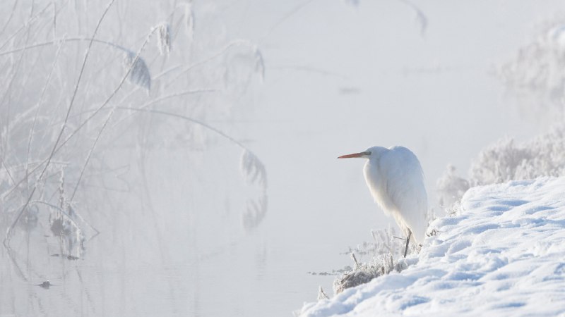 🖼 雪原之王雪原之王大白鹭，上巴伐利亚州，德国 (© Konrad Wothe/naturepl.com)4K | 1080P