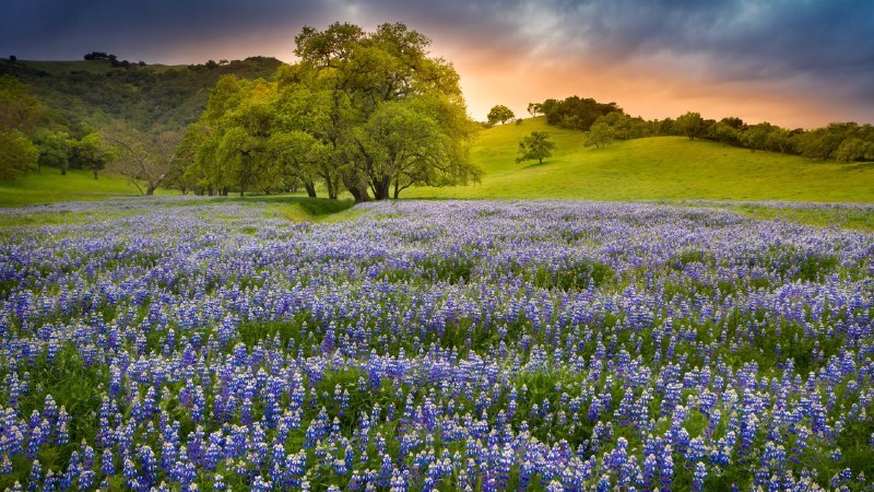 🖼 羽扇豆书写的季节#Bing_Wallpaper羽扇豆书写的季节盛开的羽扇豆，北加利福尼亚州，美国 (© Jeffrey Lewis/Tandem Stills + Motion)4K | 1080P