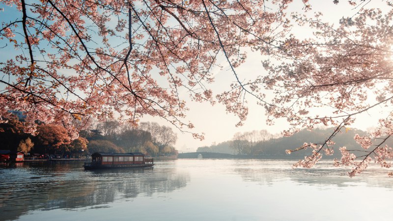 #Bing_Wallpaper春日仙境美丽盛开的樱花，杭州的春天，中国 (© zhang shuang/Getty Images)4K