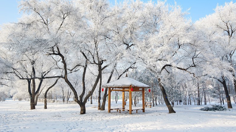 #Bing_Wallpaper美丽的雾凇景色美丽的雾凇景色，大庆市，黑龙江省，中国 (© Dashu Xinganling/shutterstock)4K | 1080P