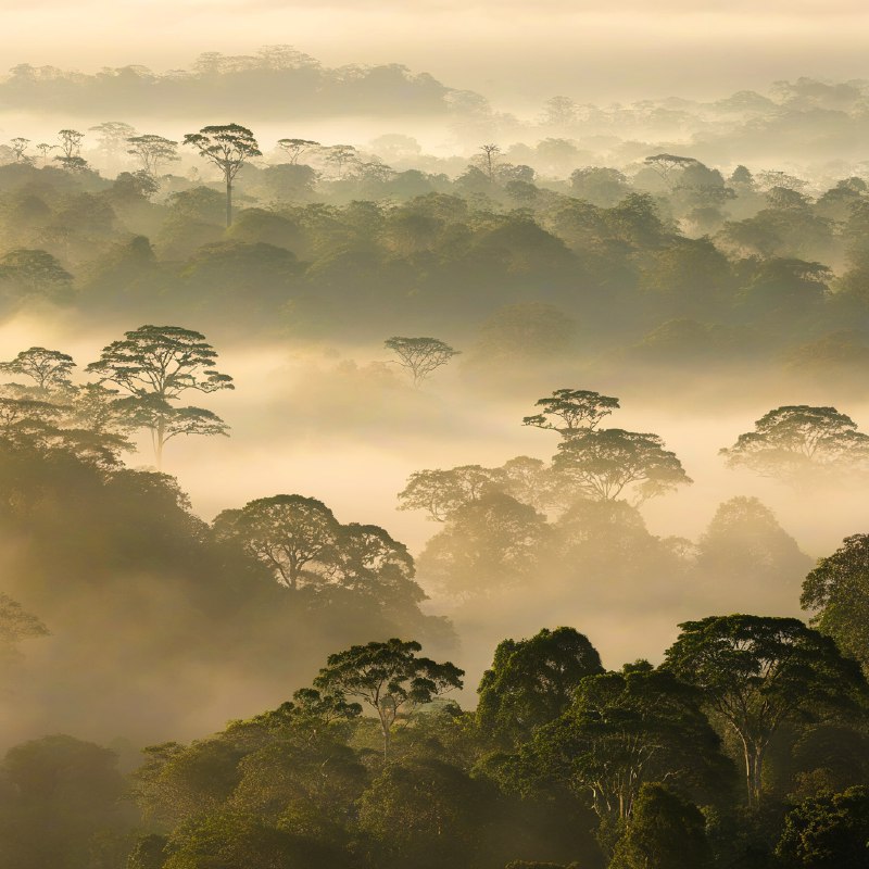 #Bing_Wallpaper黎明时分薄雾笼罩的低地雨林，展现了马来西亚婆罗洲沙巴达南谷的静谧与超凡之景