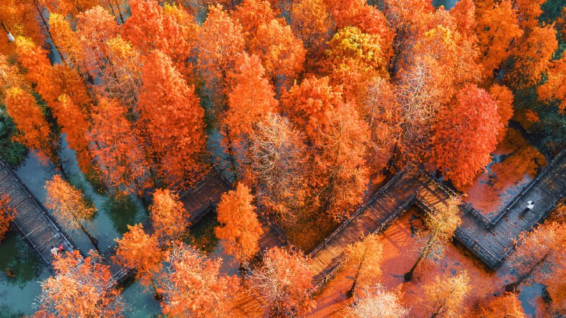 #Bing_Wallpaper树树皆秋色航拍中国江苏省常州翠竹公园 (© Xu Changyu/Getty images)4K | 1080P