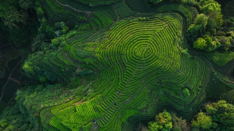 🖼 酿造传承#Bing_Wallpaper酿造传承四川省的茶梯田, 中国 (© lzf/Shutterstock)4K | 1080P