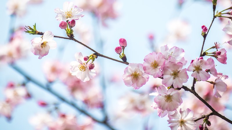 🖼 春日绯梦#Bing_Wallpaper春日绯梦春日樱花，上海，中国 (© junyyeung/Getty Images)4K | 1080P