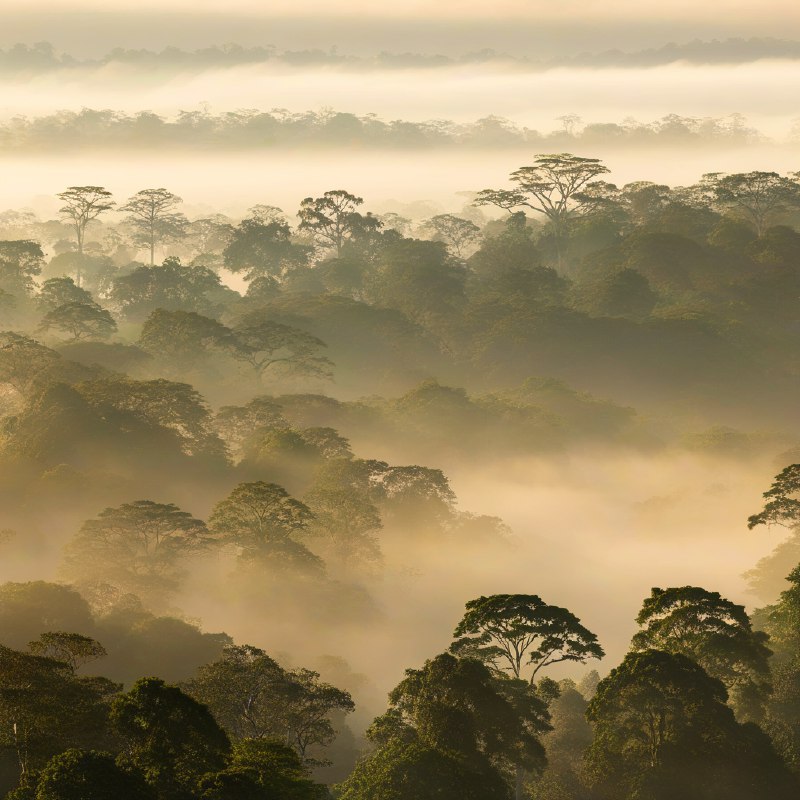 #Bing_Wallpaper黎明时分薄雾笼罩的低地雨林，展现了马来西亚婆罗洲沙巴达南谷的静谧与超凡之景