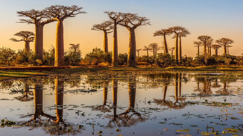 #Bing_Wallpaper猴面包树大道日落时分的猴面包树，猴面包树大道，马达加斯加 (© Framalicious/Shutterstock)4K