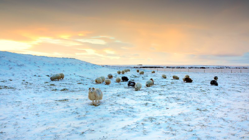 #Bing_Wallpaper霜雪中的盛宴绵羊在雪地里吃草，冰岛 (© Christophe Lehenaff/Getty Images)4K | 1080P