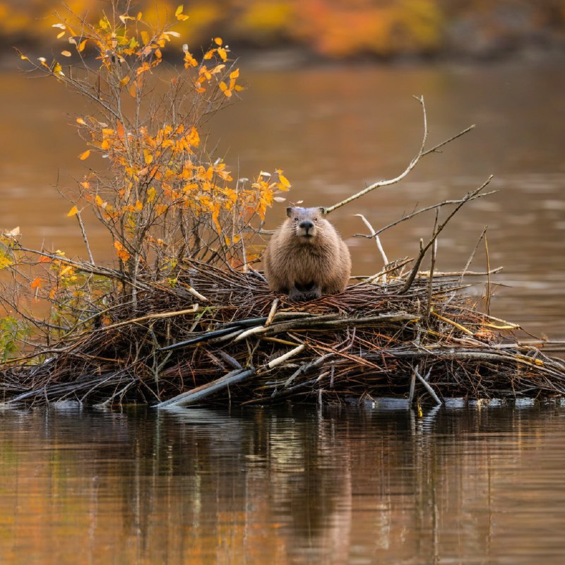 #Bing_Wallpaper“一个宁静的秋日景象，呈现出一只北美海狸静静地蹲坐在通过精心交织的树枝、细枝与泥土构筑的窝棚顶端，以怀俄明州莫兰的宁静湖泊为背景，湖面映射着季节性树叶带来的金橙色光辉