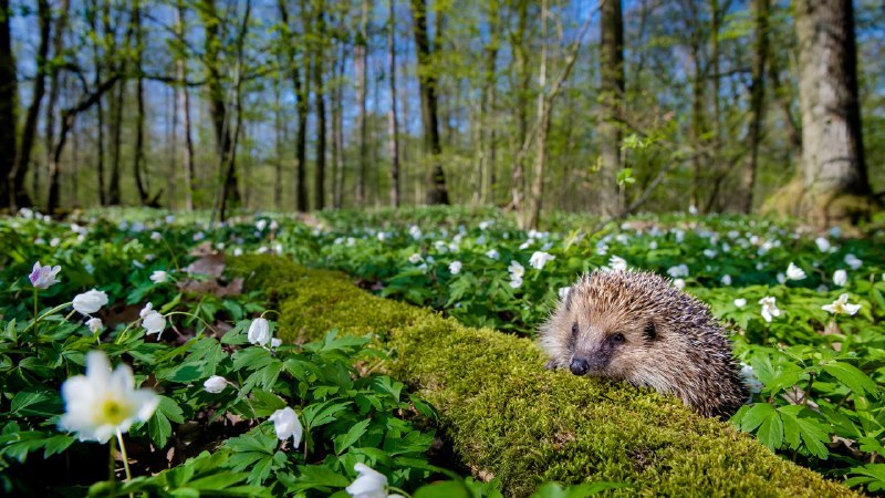 #Bing_Wallpaper春季的“带刺巡逻兵”西欧刺猬，法国 (© Klein & Hubert/Nature Picture Library)4K | 1080P