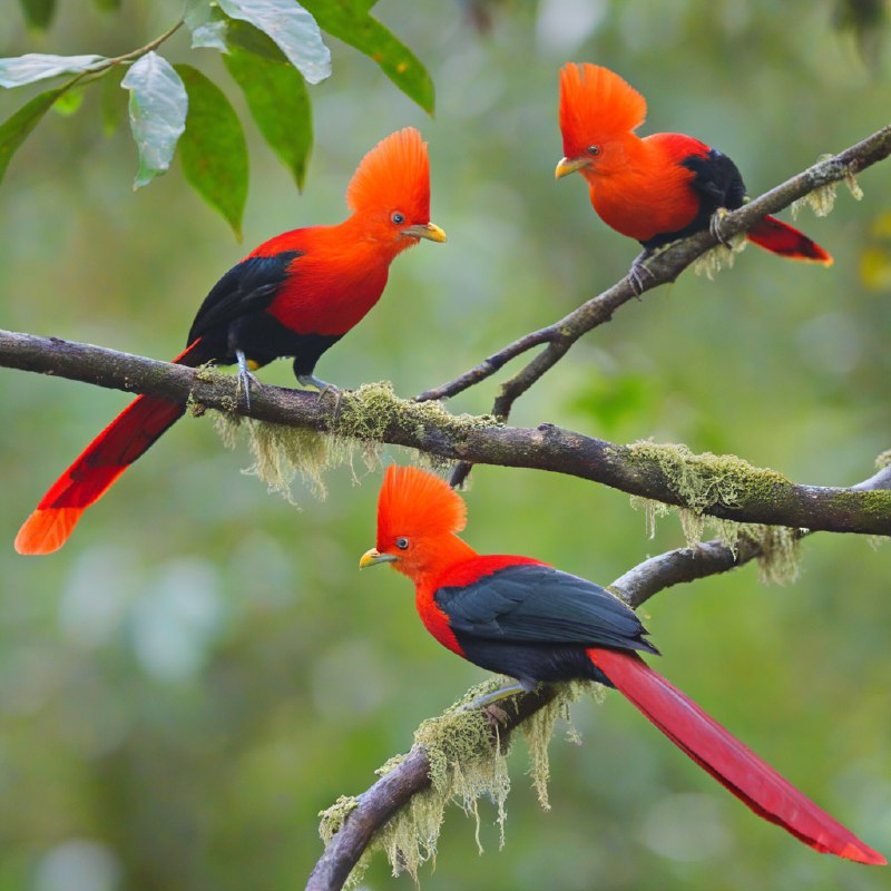 #Bing_Wallpaper两只色彩鲜艳的安第斯岩鸡栖息在厄瓜多尔茂密而雾气缭绕的雨林中，它们引人注目的红橙色羽冠在裹满苔藓的树枝和背景中模糊的绿色与棕色衬托下熠熠生辉