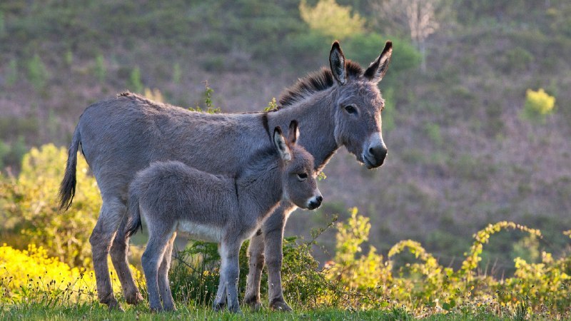 #Bing_Wallpaper不仅仅是一声咿呀学语撒丁岛母驴和幼崽, 法国 (© Klein & Hubert/Nature Picture Library)4K | 1080P