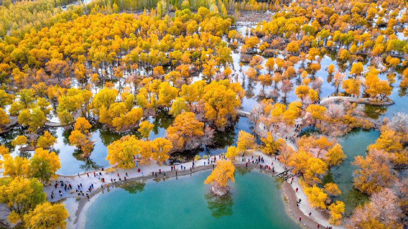 #Bing_Wallpaper千年秘境被胡杨树围绕着的湖, 金塔县, 酒泉, 甘肃, 中国 (© Feng Wei Photography/Getty images)4K | 1080P