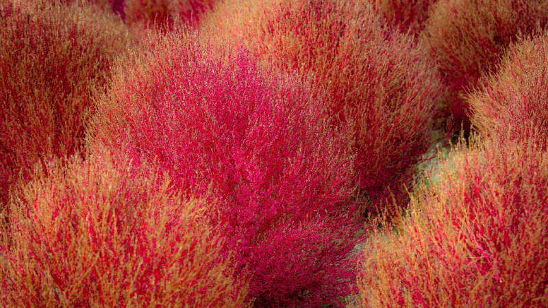 随风摆动，进入秋天地肤草，茨城县，日本 (© DigiPub/Getty Images)4K原图：