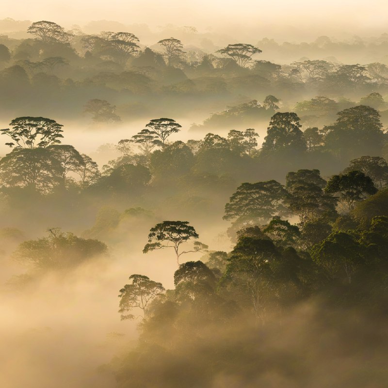 #Bing_Wallpaper黎明时分薄雾笼罩的低地雨林，展现了马来西亚婆罗洲沙巴达南谷的静谧与超凡之景