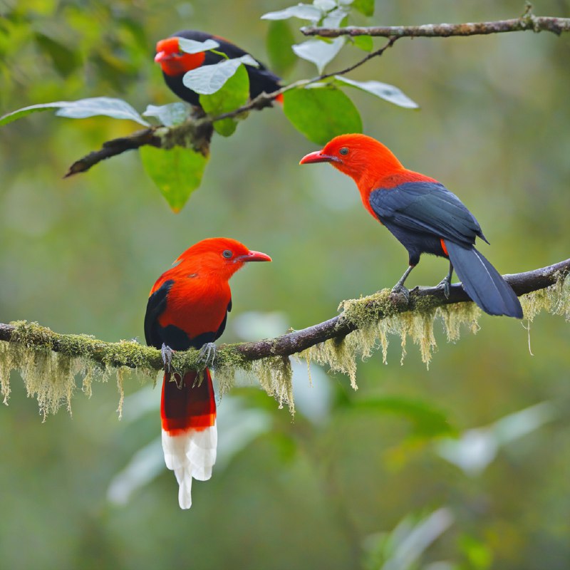 #Bing_Wallpaper两只色彩鲜艳的安第斯岩鸡栖息在厄瓜多尔茂密而雾气缭绕的雨林中，它们引人注目的红橙色羽冠在裹满苔藓的树枝和背景中模糊的绿色与棕色衬托下熠熠生辉