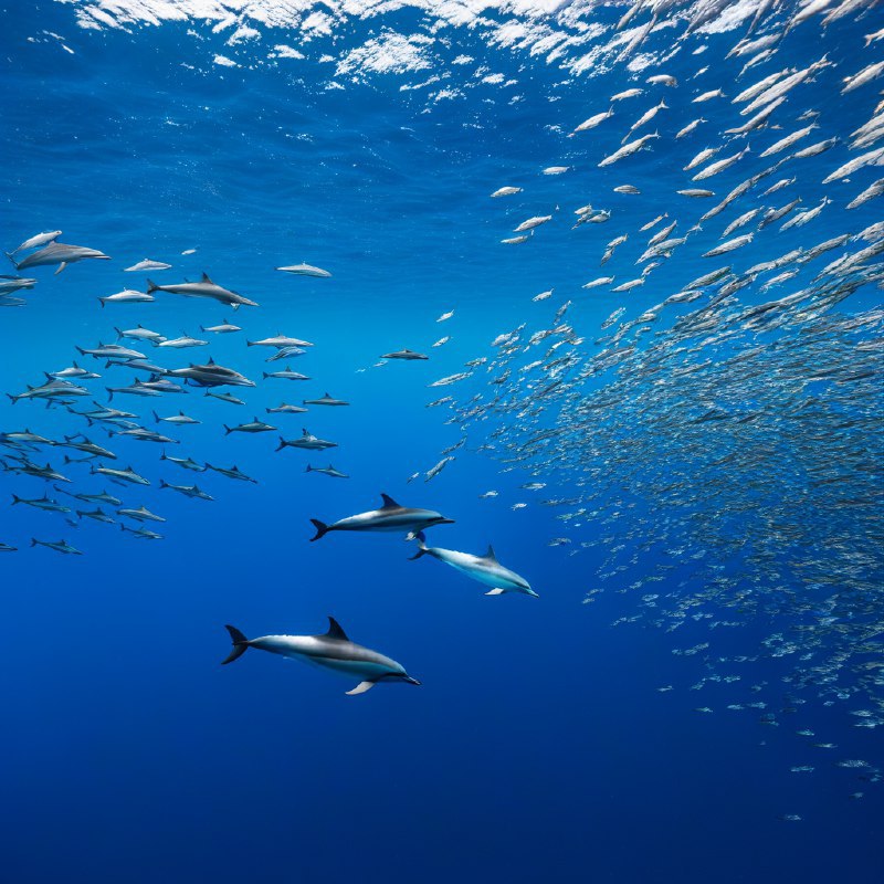 #Bing_Wallpaper在葡萄牙亚速尔群岛的圣米格尔岛附近深邃的蓝色大西洋中，一幅令人振奋的水下场景展现了流线型的敏捷大西洋斑点海豚正奋力追逐闪烁的银色鱼群