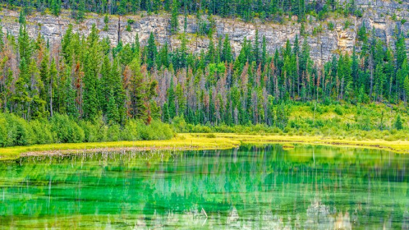 🖼 贾斯珀的自然魅力#Bing_Wallpaper贾斯珀的自然魅力阿尔伯塔省贾斯珀国家公园中的小型湖泊与湿地，加拿大 (© Don White/Getty Images)4K | 1080P