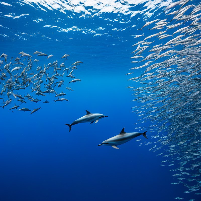 #Bing_Wallpaper在葡萄牙亚速尔群岛的圣米格尔岛附近深邃的蓝色大西洋中，一幅令人振奋的水下场景展现了流线型的敏捷大西洋斑点海豚正奋力追逐闪烁的银色鱼群