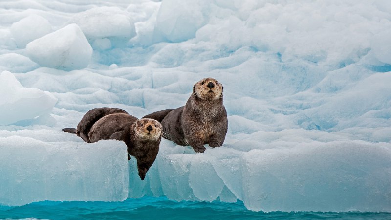 #Bing_Wallpaper酷毙了海獭，威廉王子湾，阿拉斯加州，美国 (© Gerald Corsi/Getty Images)4K