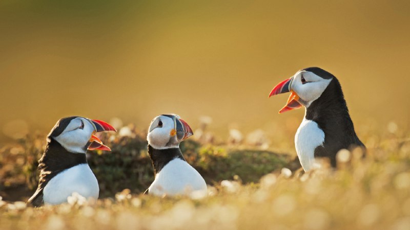 #Bing_Wallpaper振翅, 潜水, 生存北极海鹦, 威尔士 (© FLPA/Alamy)4K | 1080P
