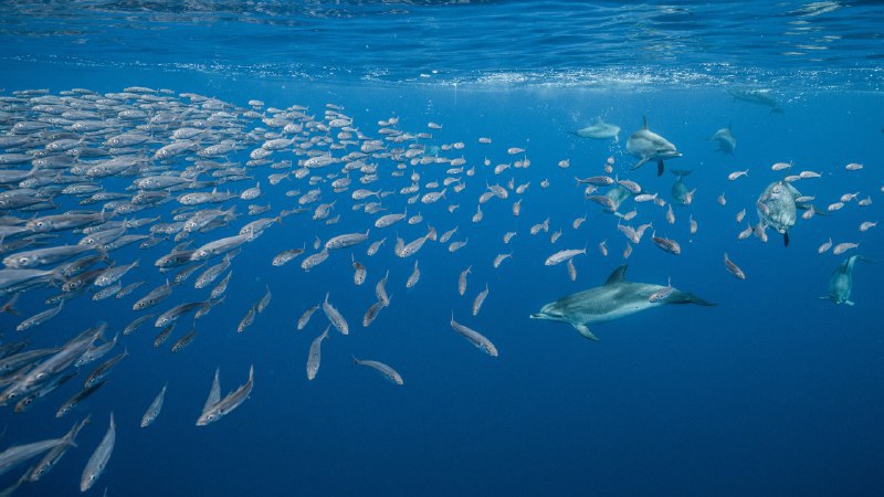 #Bing_Wallpaper追逐开始！圣玛丽亚岛附近的大西洋细吻海豚，亚速尔群岛，葡萄牙 (© Jordi Chias/Minden Pictures)4K