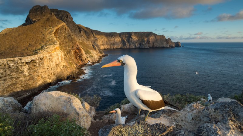 Waiting to 'Galápa-go'Nazca boobies, Wolf Island, Galápagos Islands, Ecuador (© Tui De Roy/Minden Pictures)原图：