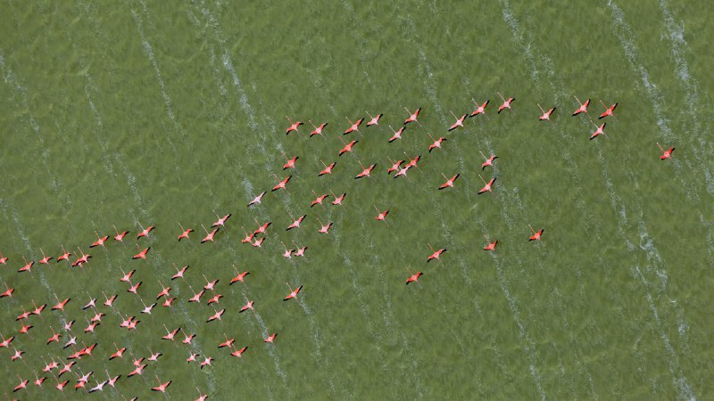 飞行中的火烈鸟加勒比火烈鸟，尤卡坦半岛，墨西哥 (© Claudio Contreras/NPL/Minden Pictures)4K