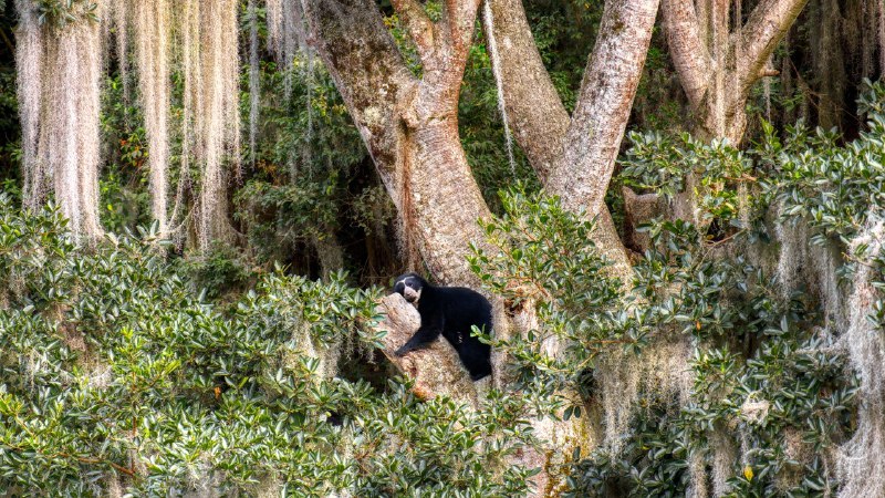 🖼 野外奇观#Bing_Wallpaper野外奇观眼镜熊在树上休息, 厄瓜多尔 (© Andy Rouse/Nature Picture Library)4K | 1080P