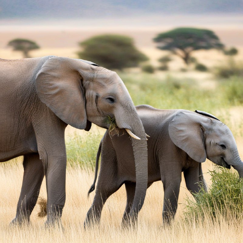 #Bing_Wallpaper两头沙漠大象——一头成年象和一头顽皮的小象——正在纳米比亚广阔的沙漠地带中，平静地在高大茂密的金绿色草丛间觅食