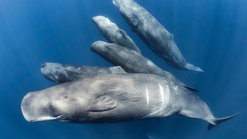 #Bing_Wallpaper鲸鱼，你会救我吗？一群抹香鲸, 印度洋 (© Tony Wu/Nature Picture Library)4K | 1080P
