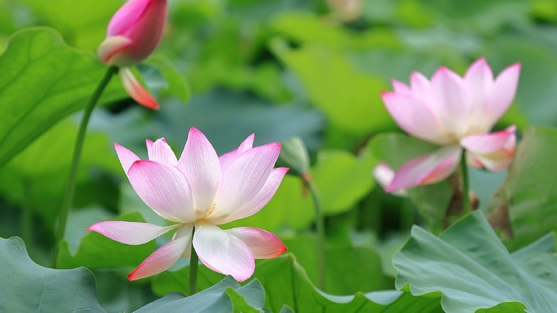 #Bing_Wallpaper藕花风起，首夏清和莲花与莲花植株 (© real444/Getty Images)4K | 1080P