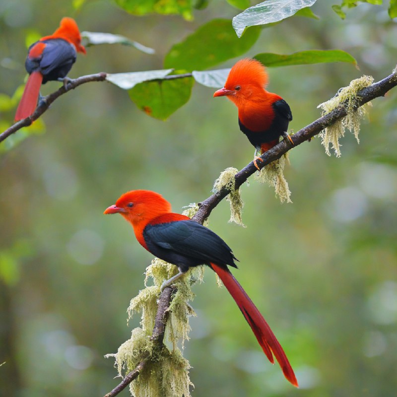 #Bing_Wallpaper两只色彩鲜艳的安第斯岩鸡栖息在厄瓜多尔茂密而雾气缭绕的雨林中，它们引人注目的红橙色羽冠在裹满苔藓的树枝和背景中模糊的绿色与棕色衬托下熠熠生辉