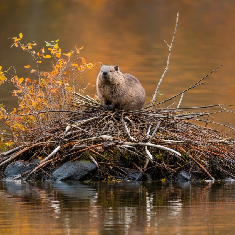 #Bing_Wallpaper“一个宁静的秋日景象，呈现出一只北美海狸静静地蹲坐在通过精心交织的树枝、细枝与泥土构筑的窝棚顶端，以怀俄明州莫兰的宁静湖泊为背景，湖面映射着季节性树叶带来的金橙色光辉