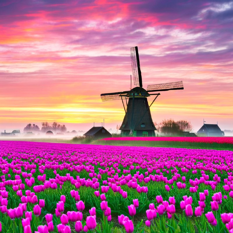 #Bing_Wallpaper“辽阔的田野上盛开着粉色和洋红色的郁金香，一望无际地延伸至地平线，在日出的晨曦下，天边呈现出绚烂多彩的光影——明亮的金黄与紫色交织在柔和的晨雾中