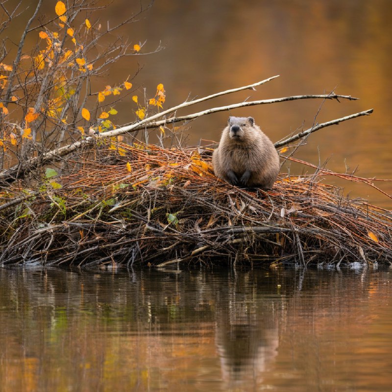 #Bing_Wallpaper“一个宁静的秋日景象，呈现出一只北美海狸静静地蹲坐在通过精心交织的树枝、细枝与泥土构筑的窝棚顶端，以怀俄明州莫兰的宁静湖泊为背景，湖面映射着季节性树叶带来的金橙色光辉