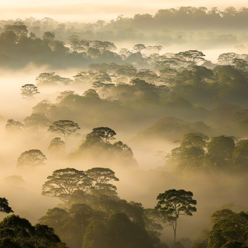 #Bing_Wallpaper黎明时分薄雾笼罩的低地雨林，展现了马来西亚婆罗洲沙巴达南谷的静谧与超凡之景