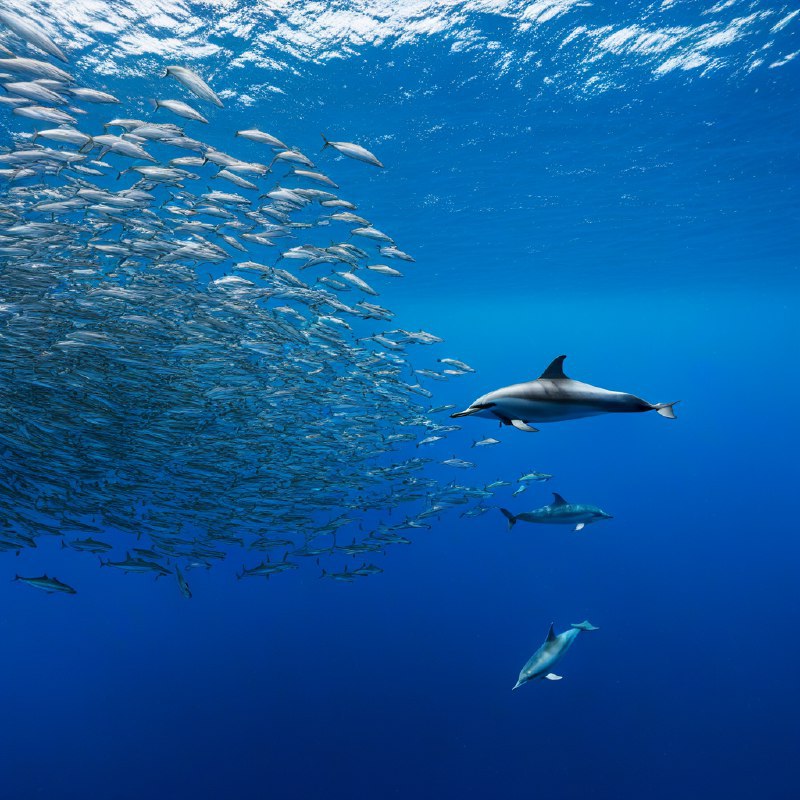 #Bing_Wallpaper在葡萄牙亚速尔群岛的圣米格尔岛附近深邃的蓝色大西洋中，一幅令人振奋的水下场景展现了流线型的敏捷大西洋斑点海豚正奋力追逐闪烁的银色鱼群