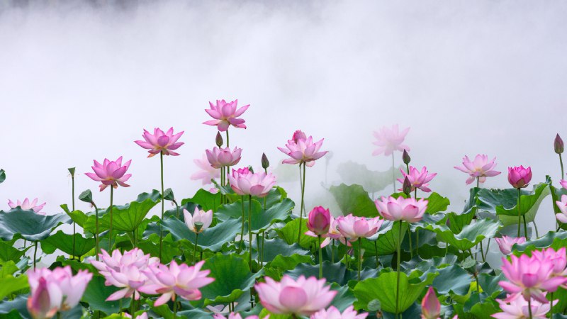 #Bing_Wallpaper此花端合在瑶池雾中莲花，中国佛山 (© huoguangliang/Getty Images)4K