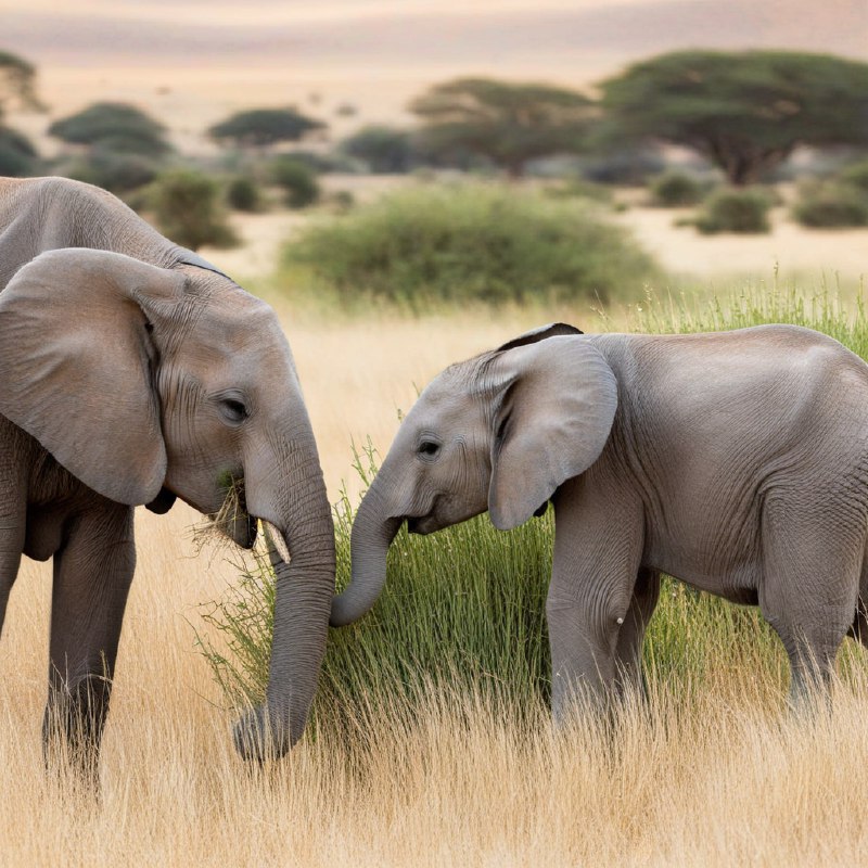 #Bing_Wallpaper两头沙漠大象——一头成年象和一头顽皮的小象——正在纳米比亚广阔的沙漠地带中，平静地在高大茂密的金绿色草丛间觅食