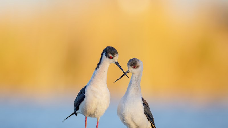 #Bing_Wallpaper涉水寻迹黑翅长脚鹬, 法国 (© Antonio Sementa/500px/Getty Images)4K