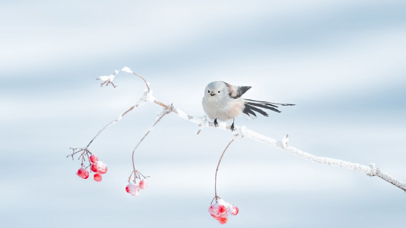 #Bing_Wallpaper冬季里的呆萌小可爱栖息在树枝上的北长尾山雀，大庆市，中国黑龙江省 (© Visual China Group/Getty Images)4K | 1080P
