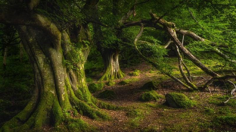 你可曾见过此等景色古老山毛榉树，格莱纳里夫森林公园，安特里姆郡，北爱尔兰 (© Dawid K Photography/Shutterstock)原图：